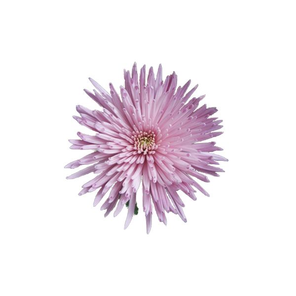 spider mum — lavender