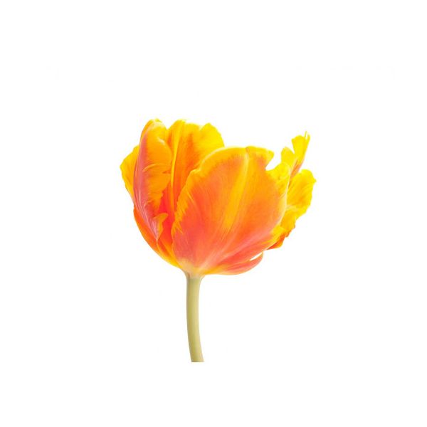 Parrot Tulips Orange