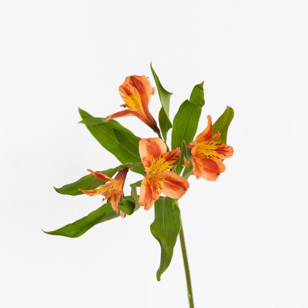 Alstroemeria Orange