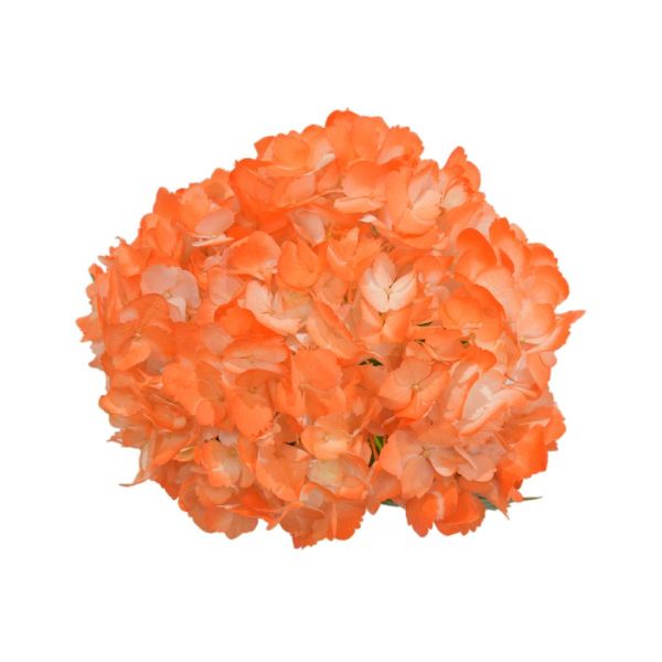Hydrangea Tinted Orange