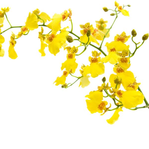 Oncidium Small