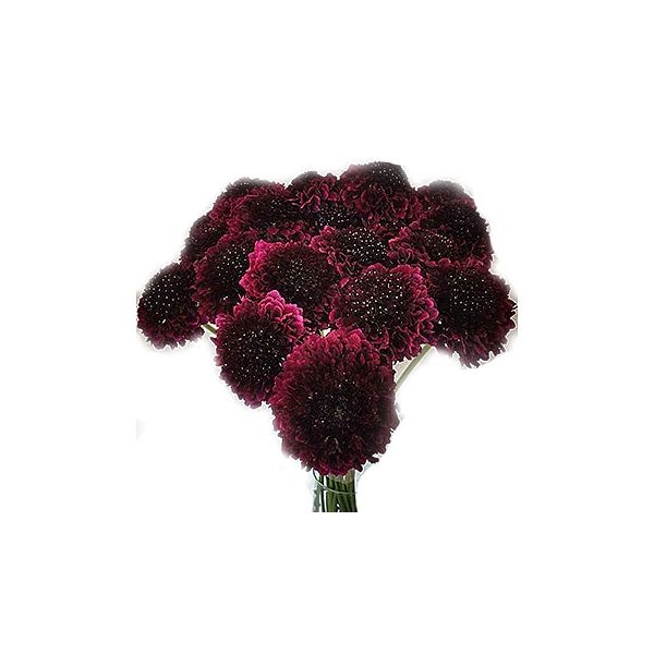 Scabiosa burgundi