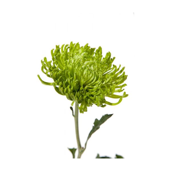 spider mum — green