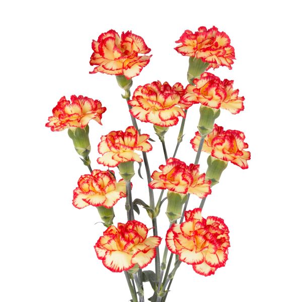 Mini Carnation Bi -Color orange & yellow - Bulk Wholesaler]