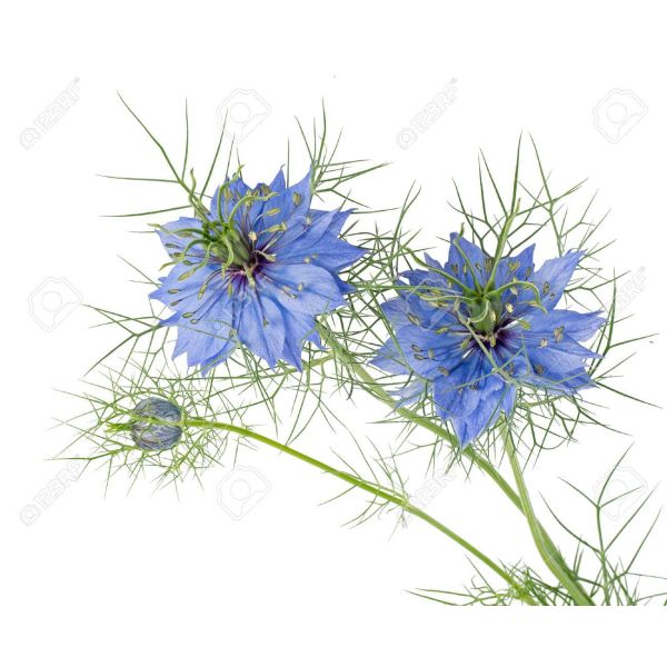 Nigella