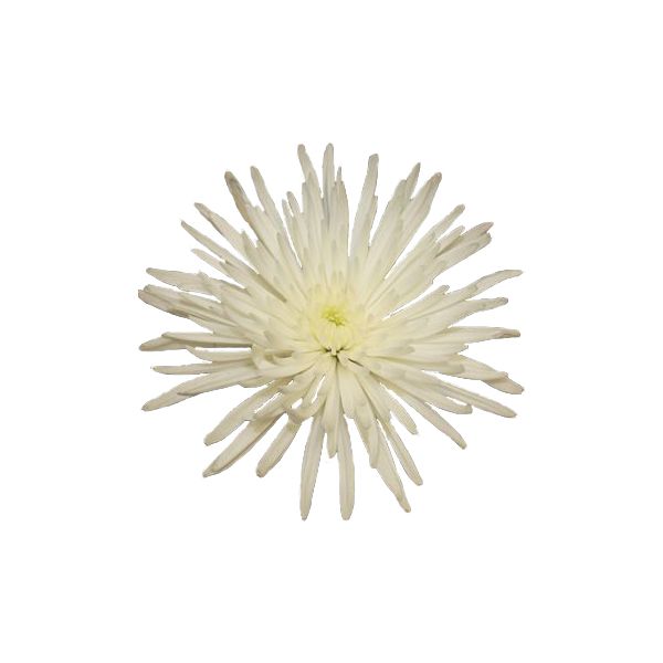 spider mum — white