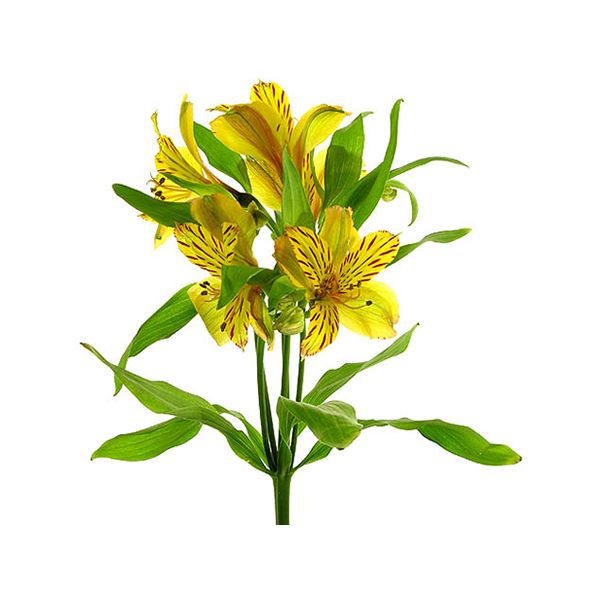 Alstroemeria Yellow