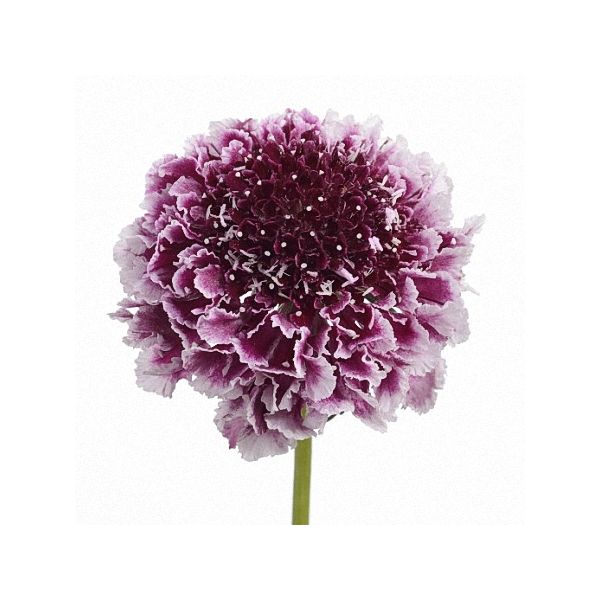Scabiosa Cherry Vanilla