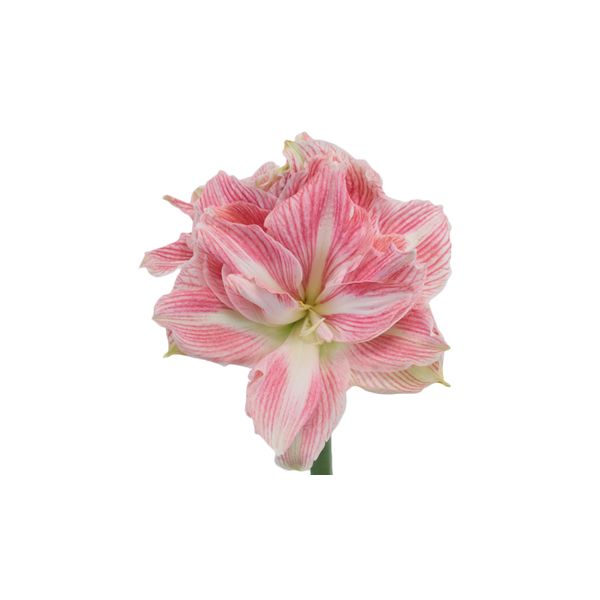 Amaryllis Light Pink