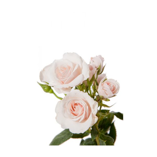 Spray Rose Pink Majolika