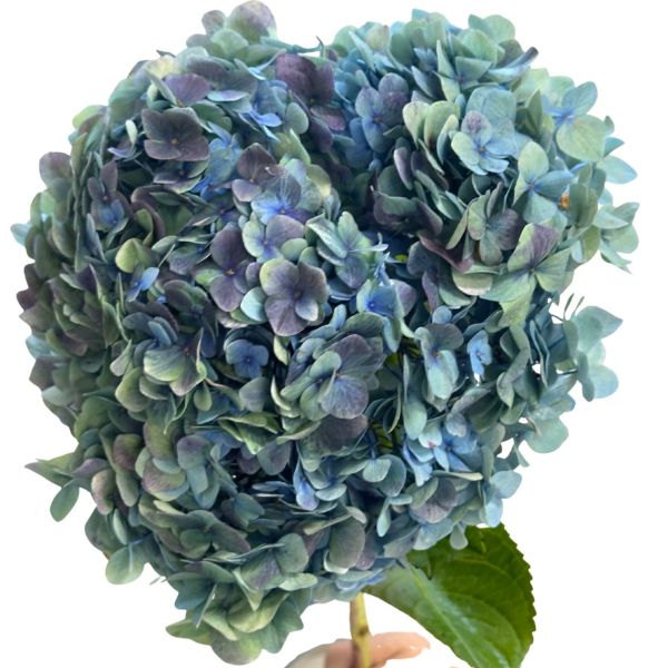 Antique hulk hydrangea