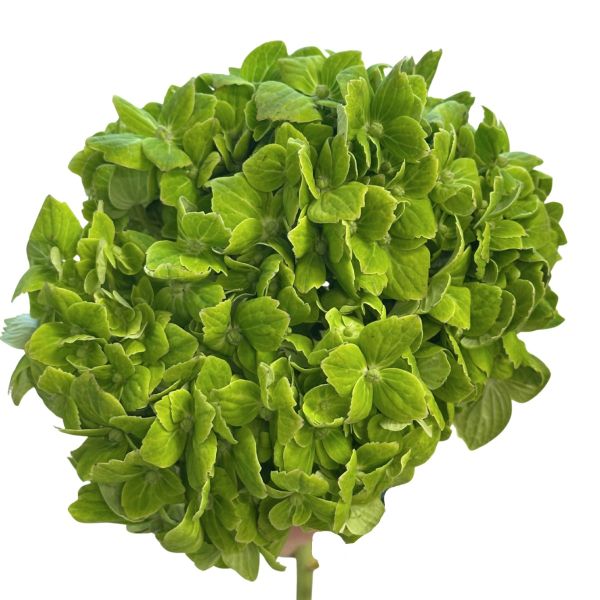 Hydrangea Emerald