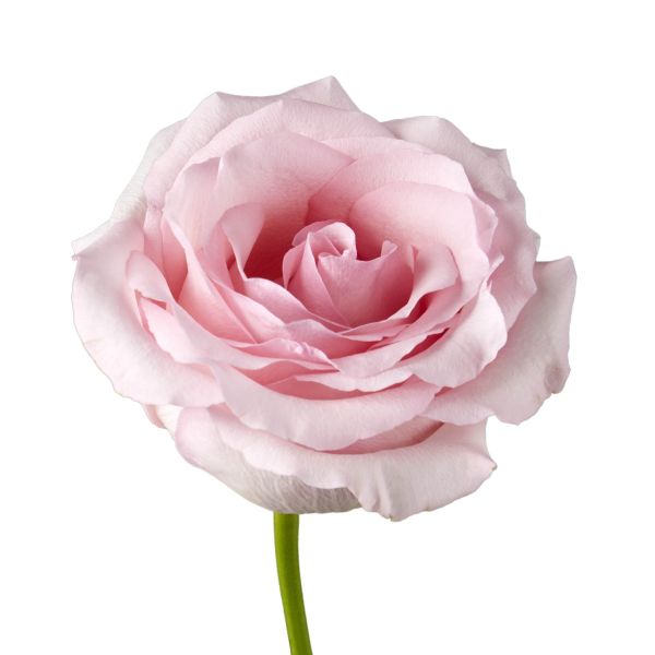 Blush Pink Rose Nena Light Pink