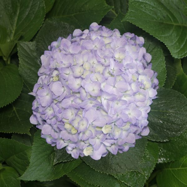 Hydrangea Lavander Antique