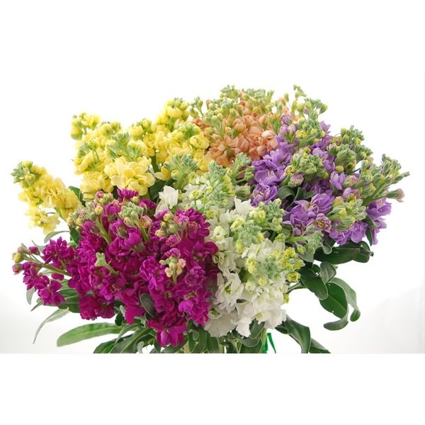 Stock Double Assorted