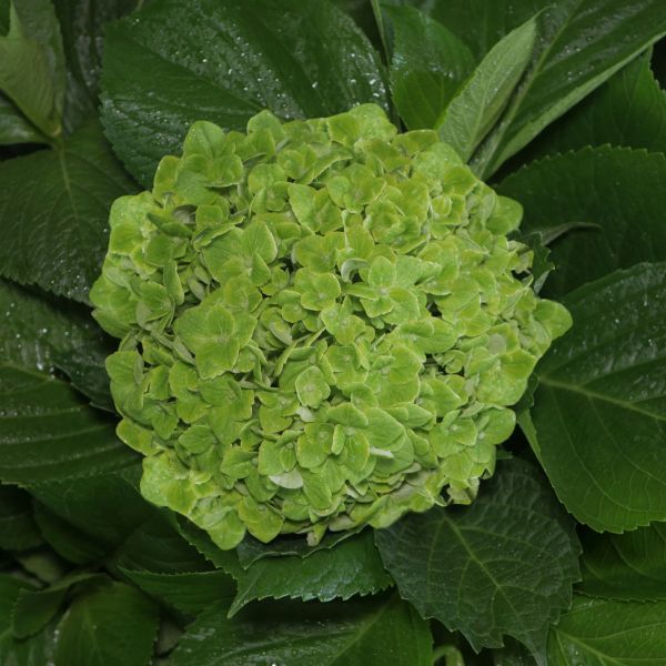 Hydrangea Emerald