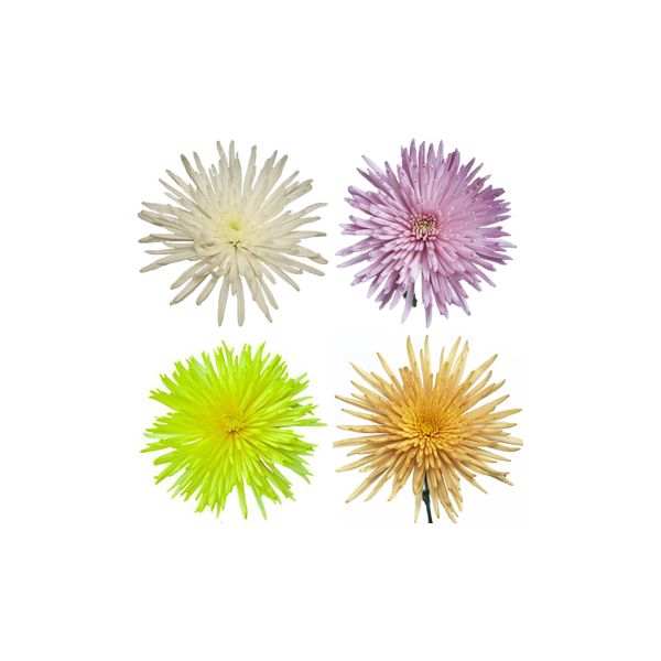 spider mum — assorted