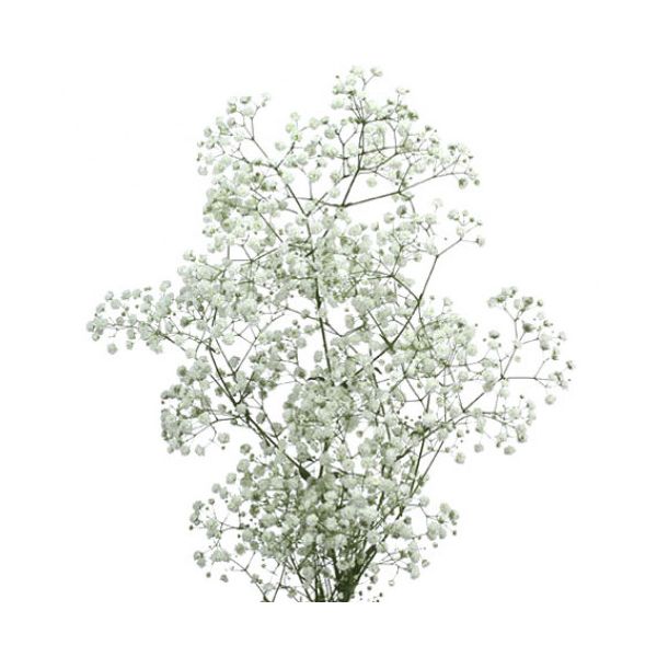 Gypsophila Mirabella wholesale baby’s breath