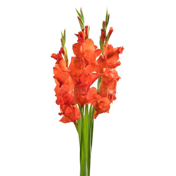 Gladioulus— orange