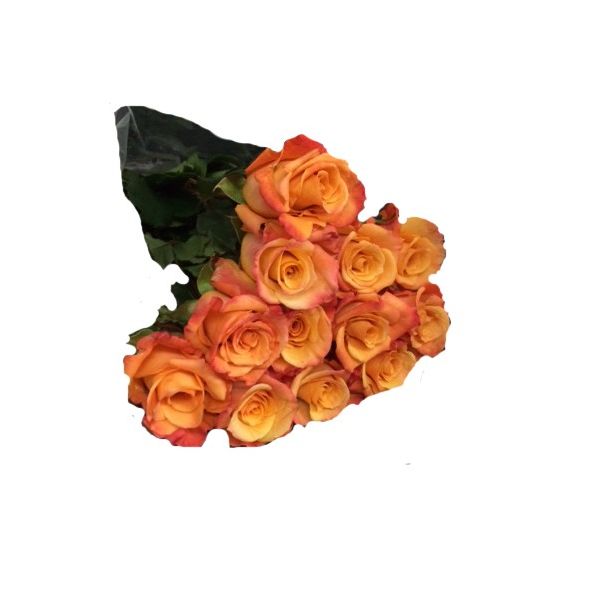 Orange Roses 40 / 50 cm Pack 100