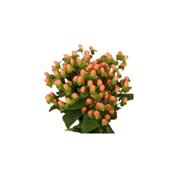 Hypericum — orange