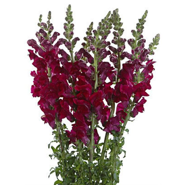 Snapdragon burgundy