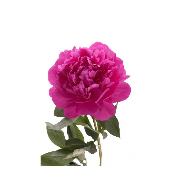 Peonies - Fushia Pink