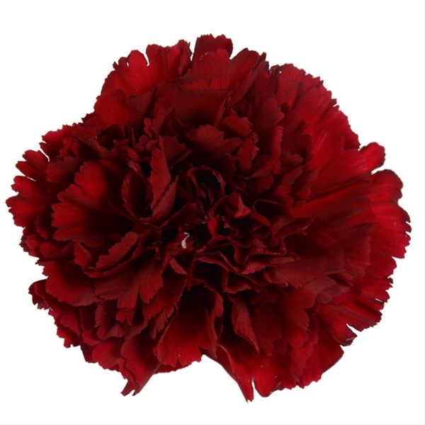 Burgundy Carnations – Bulk Wholesale Flowers for Weddings & Florists