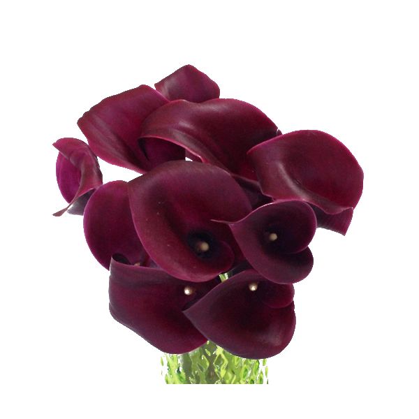 Mini Calla Lily Cranberry 50 cm