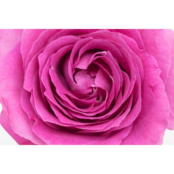 Garden Rose Bliss Cerise