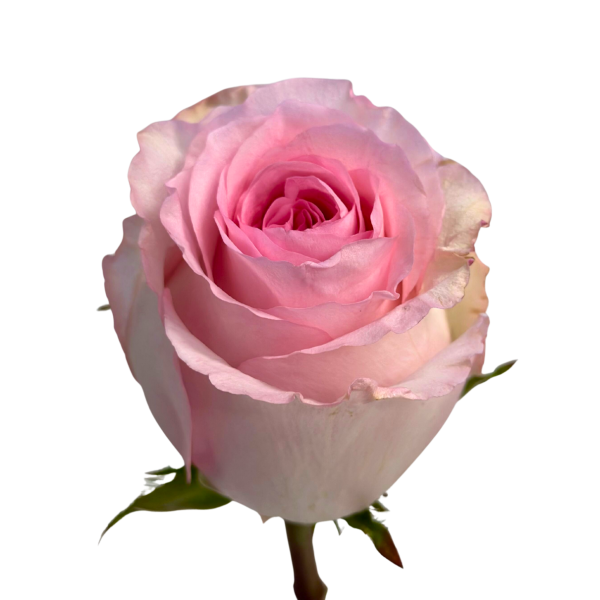 Ligth Pink Mandala Roses 