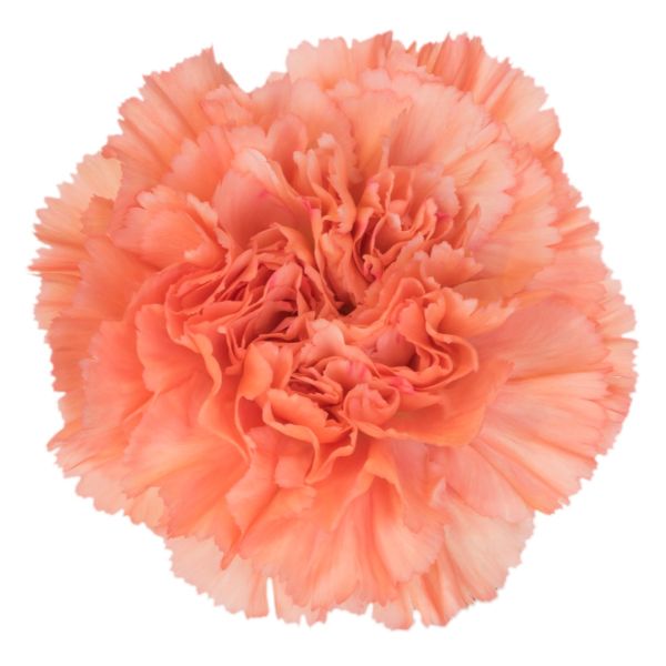 Coral-Megan5-Carnation