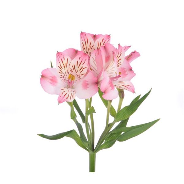 Alstroemeria  LIght Pink