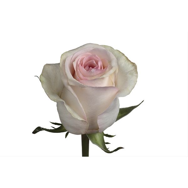 Blush Pink Rose Señorita