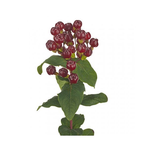 Hypericum — burgundy