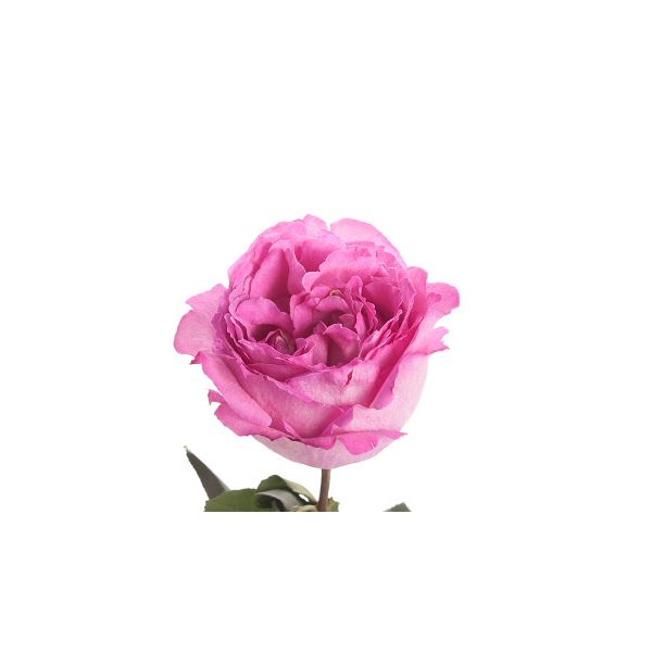 Garden Rose Ives Piaget