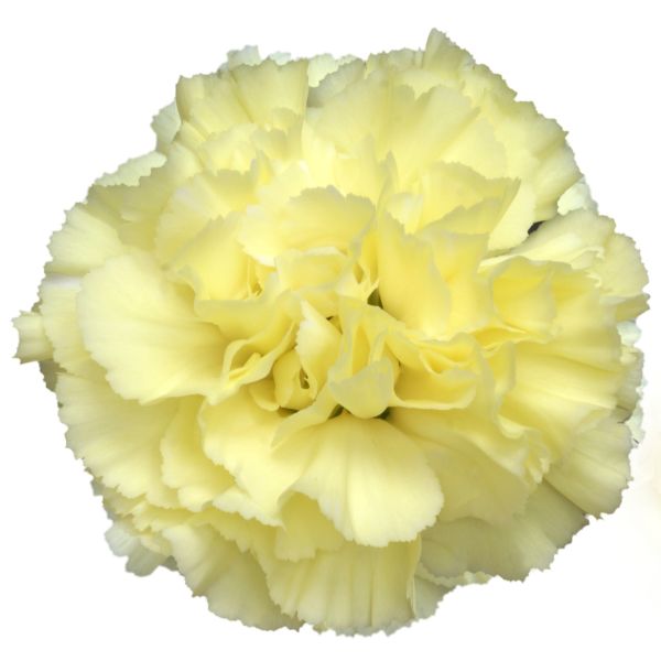Creamy Yellow Carnations – Soft Creamy Yellow Wholesale Carnations in Bulk for Events & Bouquets