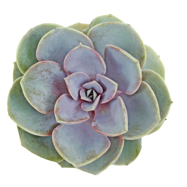 Succulents Assorted 2" - 2.5"