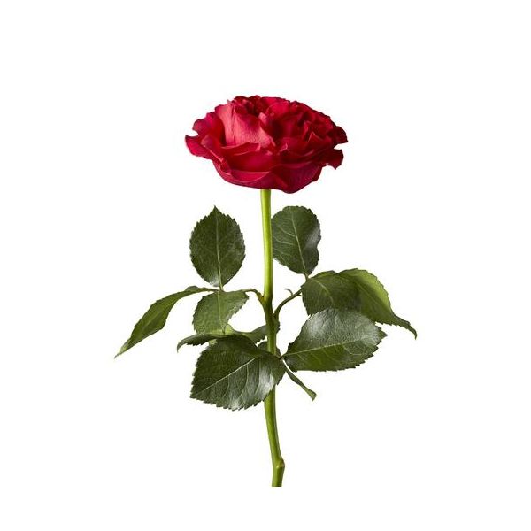 Garden Rose Mayra Hot Pink