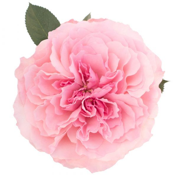 Garden Rose Mayra Pink
