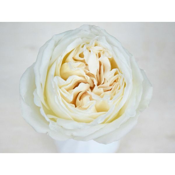 Garden Rose Jeanne Moreau