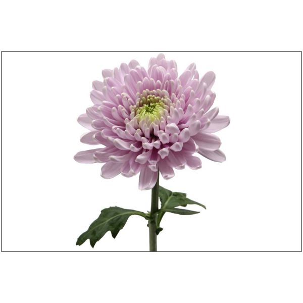 Rossano Pink cremon mums bulk wholesale flowers DC pickup Danisa’s Flowers