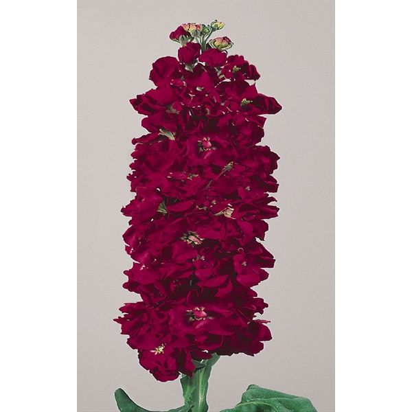 Stock Double Fuchsia