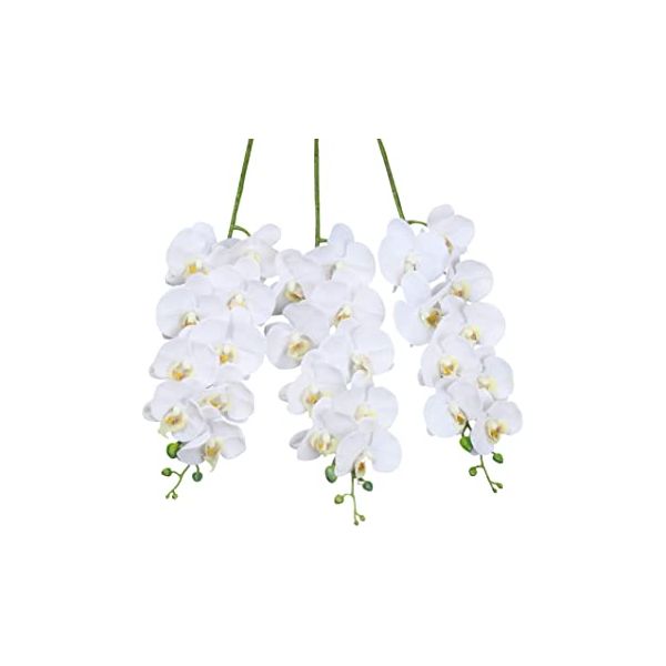 Phalenopsis 9 Blooms +