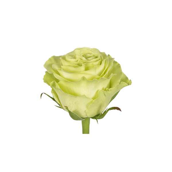 Green Rose Green Tea – Wholesale Green Roses