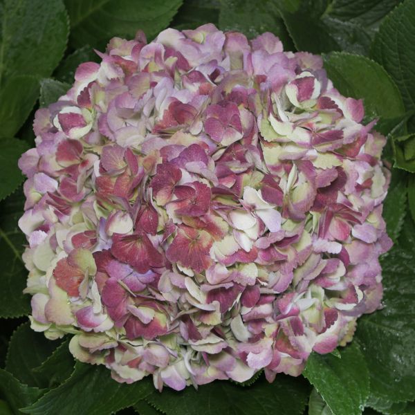 Hydrangea Red Antique