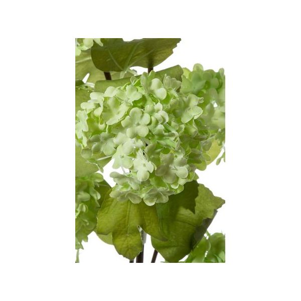 Viburnum - green