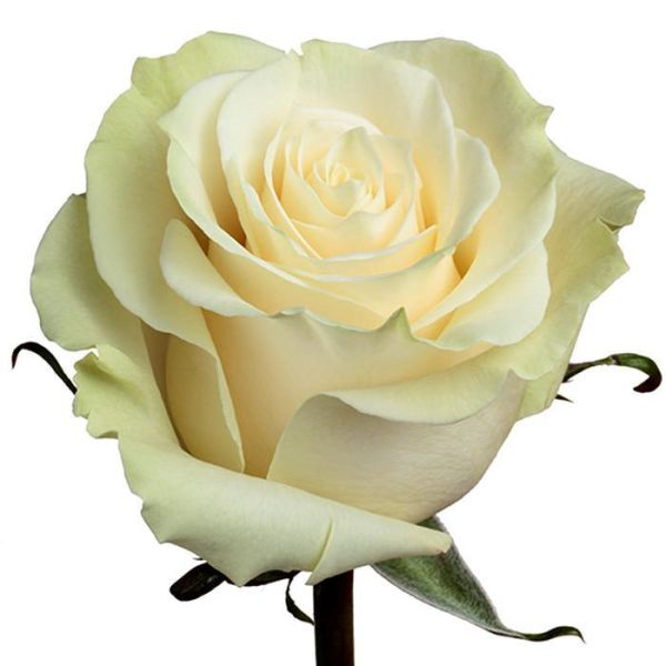White Rose Mondial