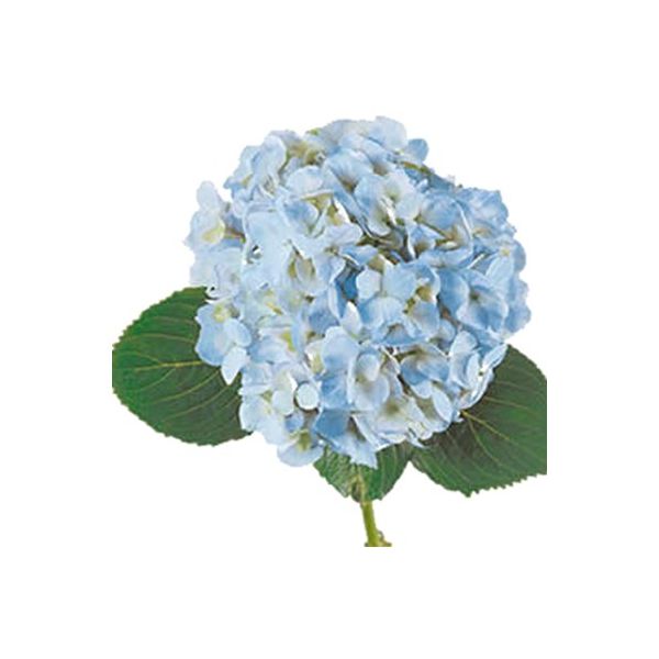 Hydrangeas Blue Select