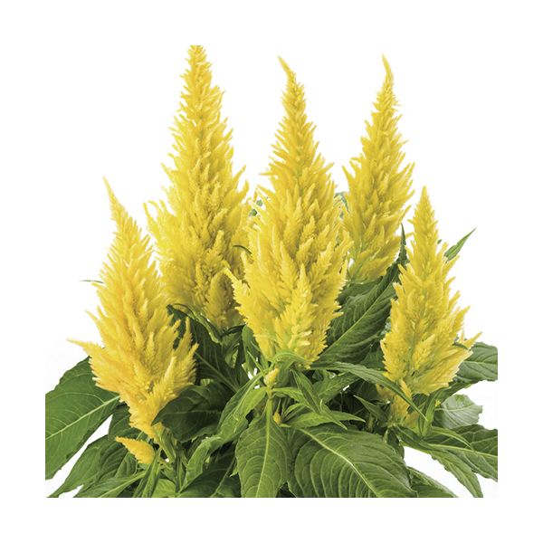 Celosia Yellow